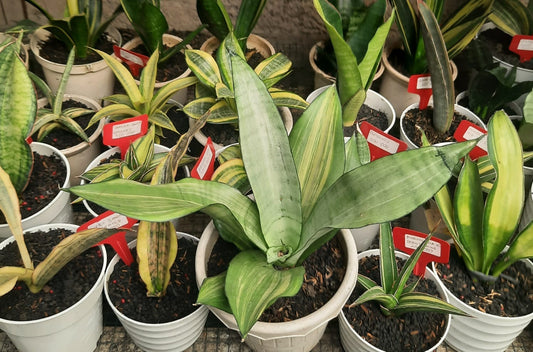 IMPORT- Sansevieria Moonshine Variegated (No Import Permit Required, we use ours for you!)