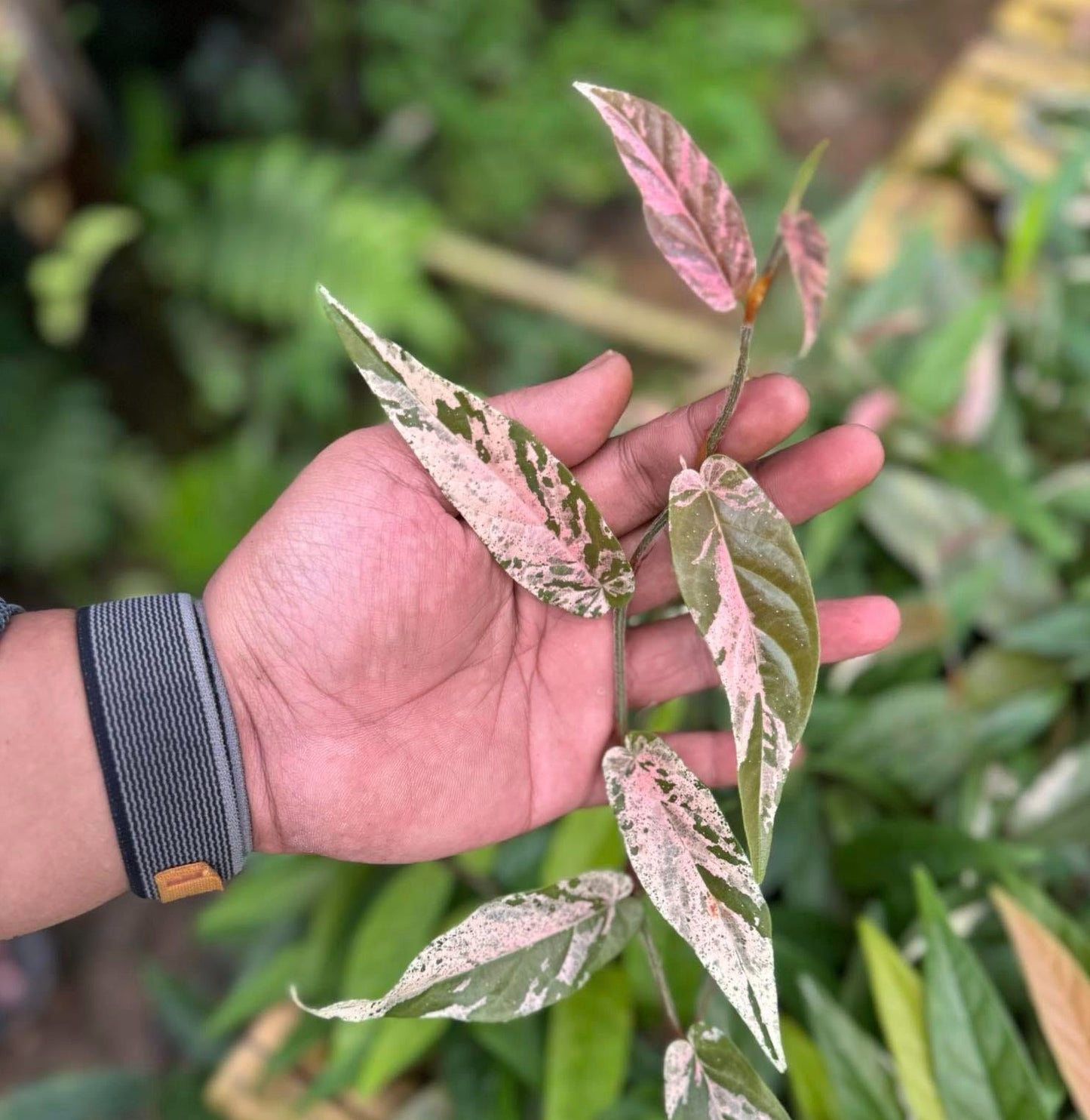 IMPORT- Ficus Sagitata Variegated (No Import Permit Required, we use ours for you!)