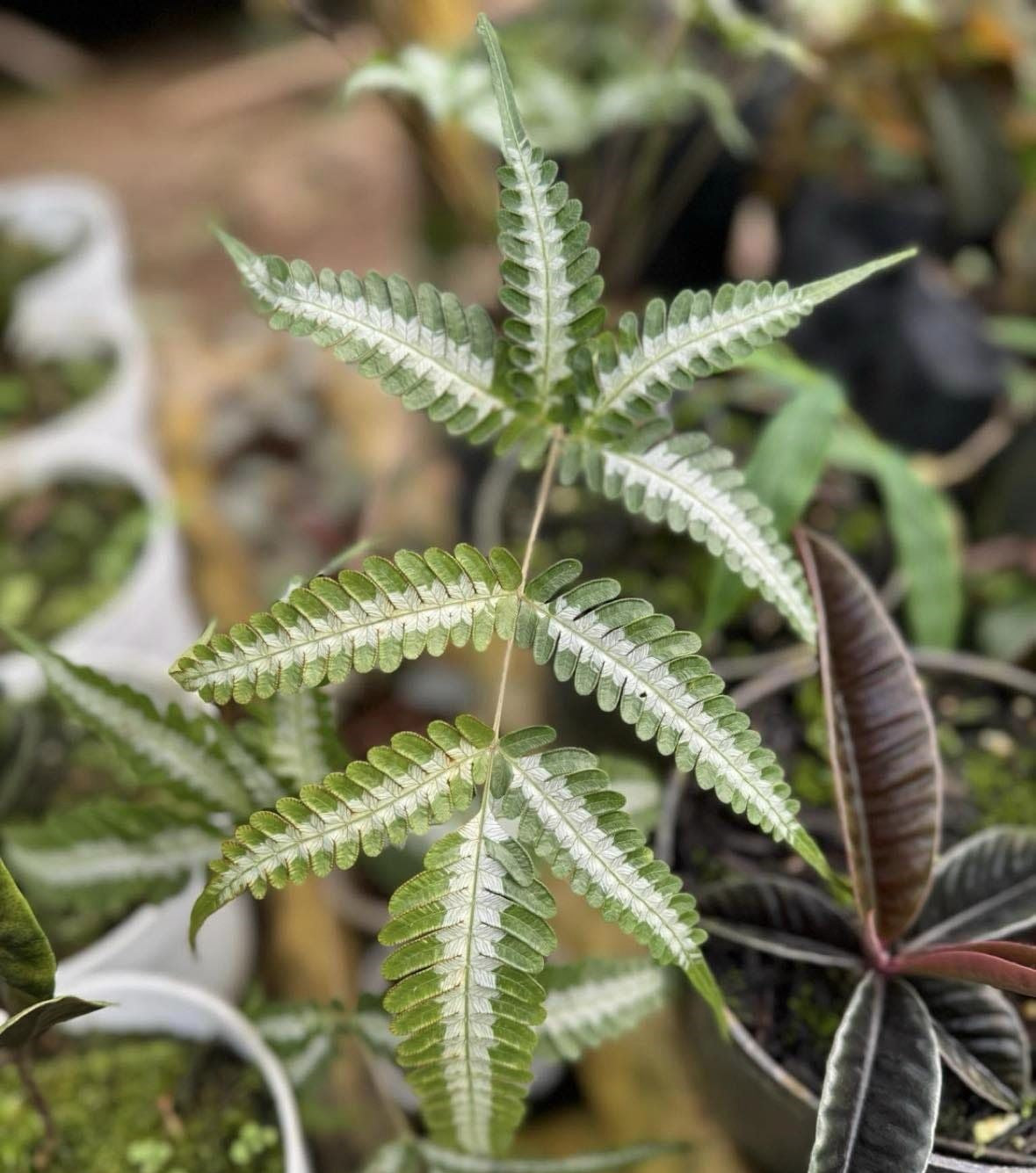 IMPORT- Pteris Argyraea (No Import Permit Required, we use ours for you!)