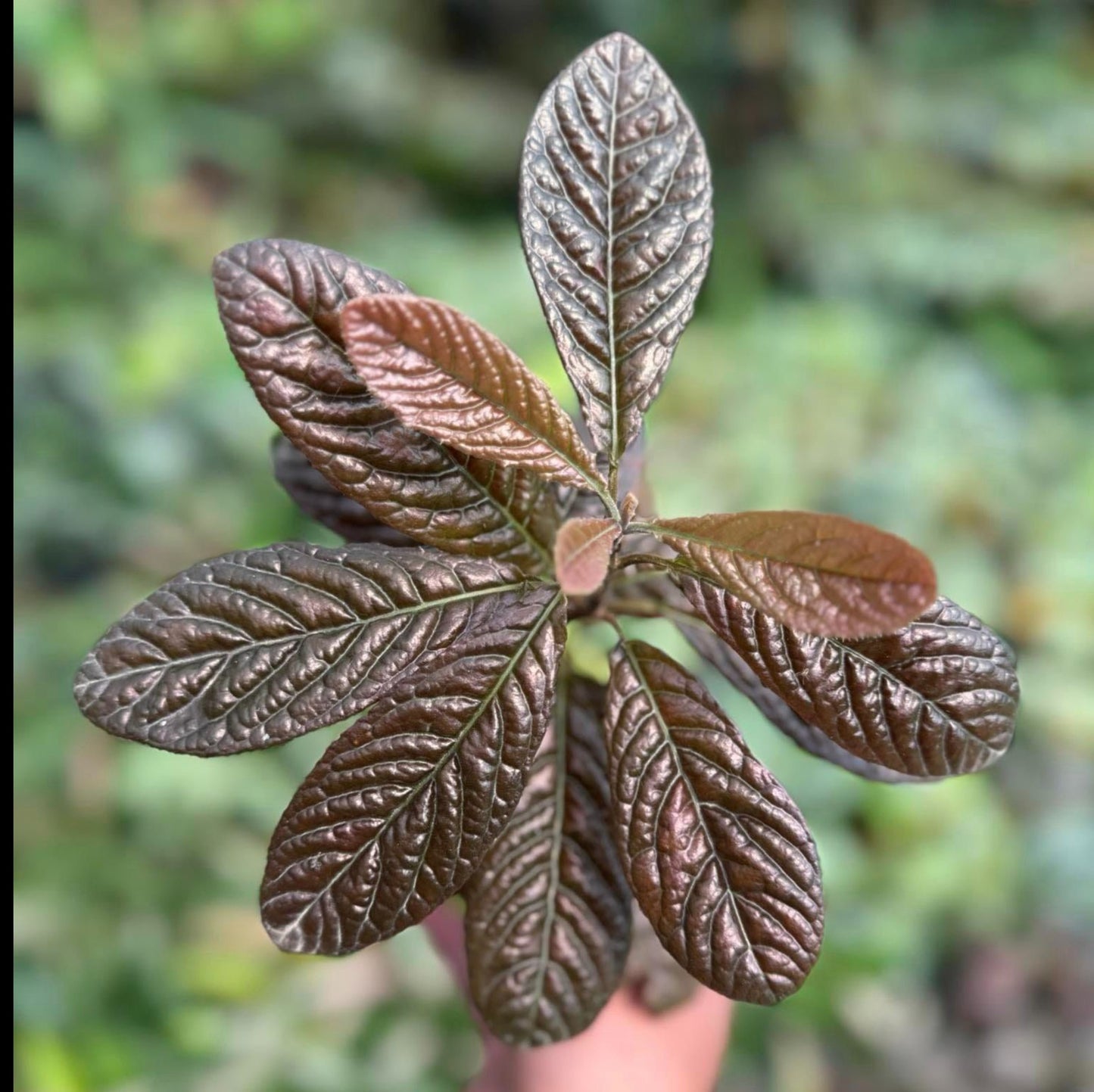 IMPORT- Ardisia Dimessa (No Import Permit Required, We use ours)