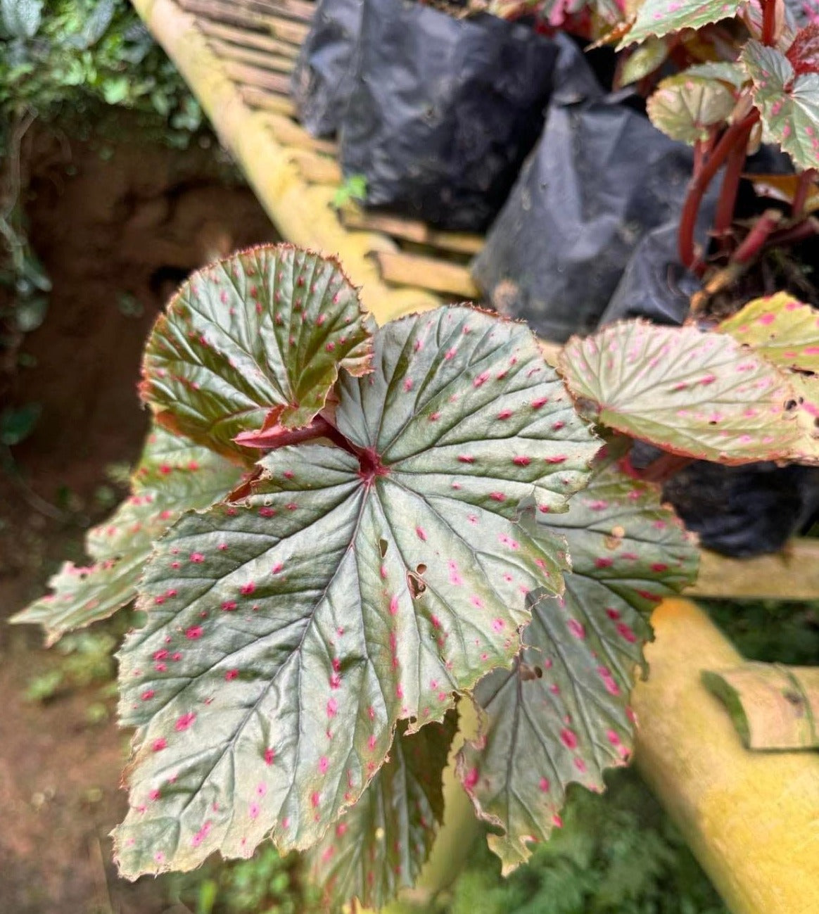 IMPORT- Begonia Exotica Polka dot (No Import Permit Required, We use ours)