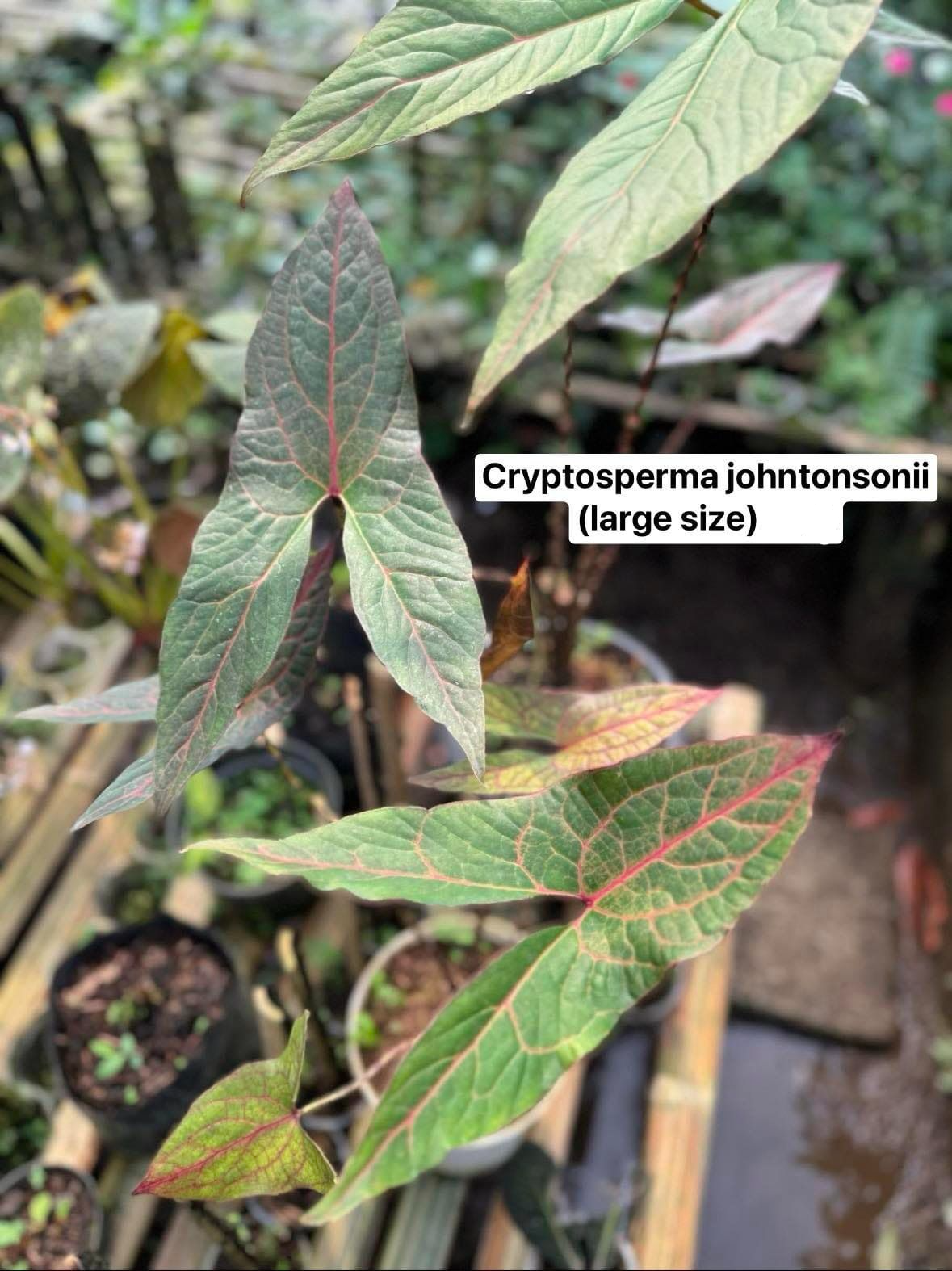 IMPORT- Cryptosperma Johnstonii (No Import Permit Required, we use ours for you!)