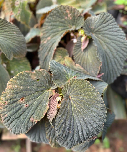 IMPORT- Begonia Lambii (No Import Permit Required, We use ours)