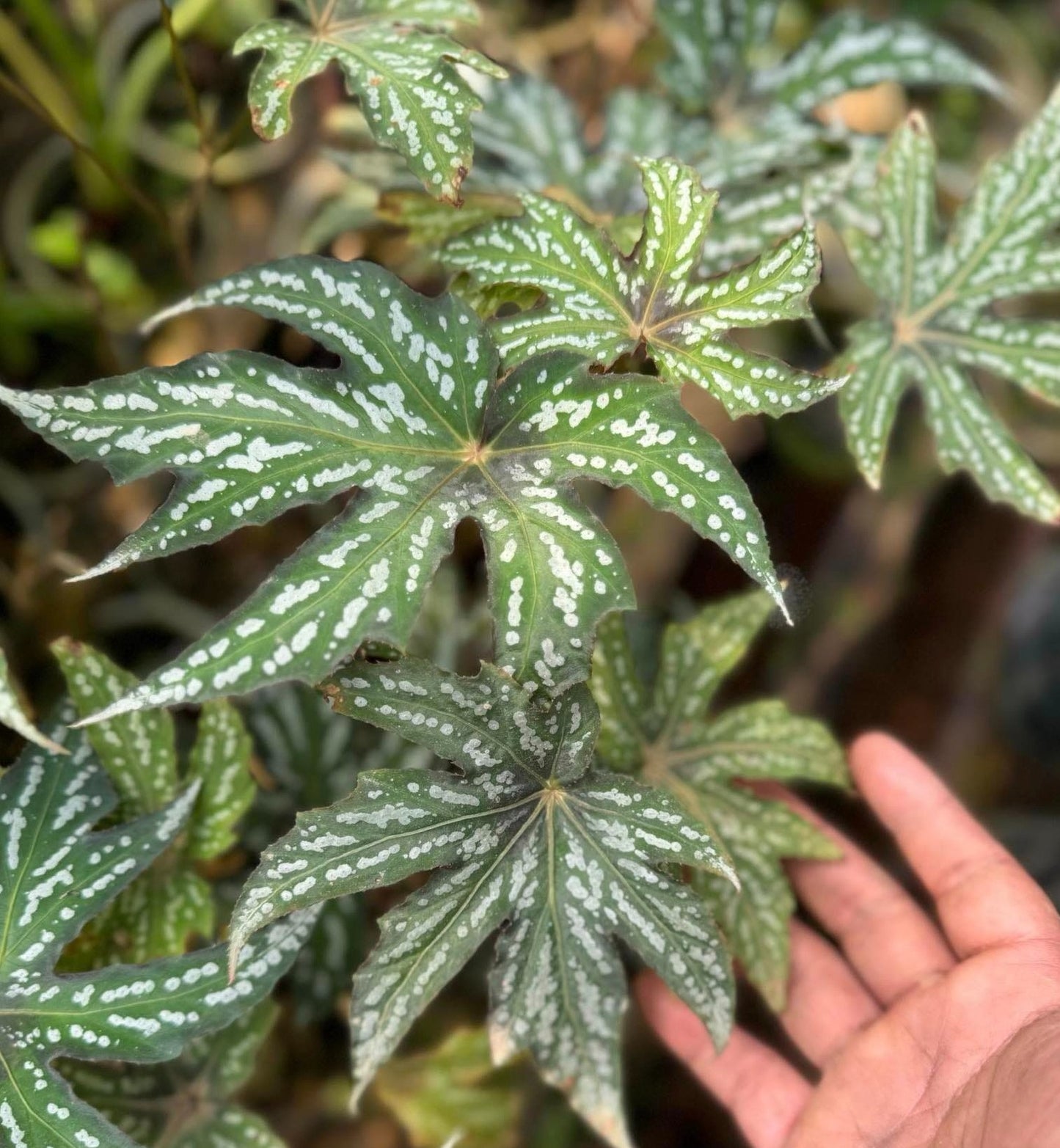 IMPORT- Begonia Rasta (No Import Permit Required, We use ours)