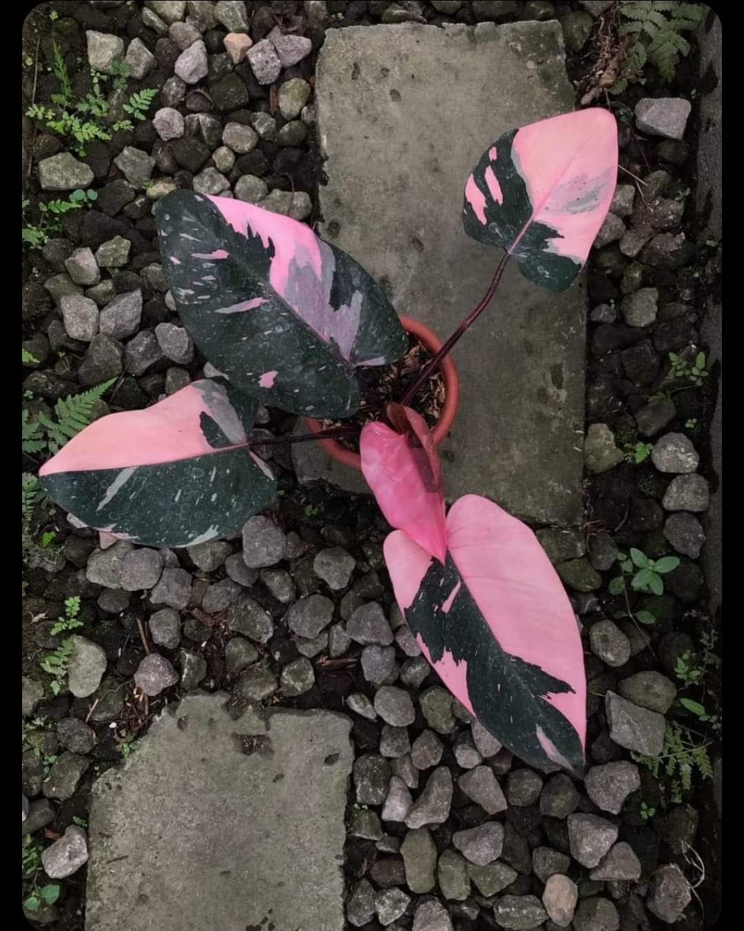 IMPORT- Black Cherry 🍒 Pink Princess Philodendron (No Import Permit Required, We use ours)