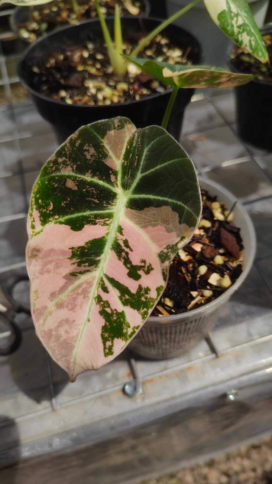 IMPORT- Pink 🩷 Variegated Black Velvet Alocasia (No Import Permit Required, we use ours for you!)