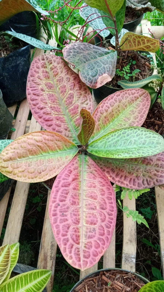 IMPORT- Labisia Turtle Red Plant (No Import Permit Required, We use ours)