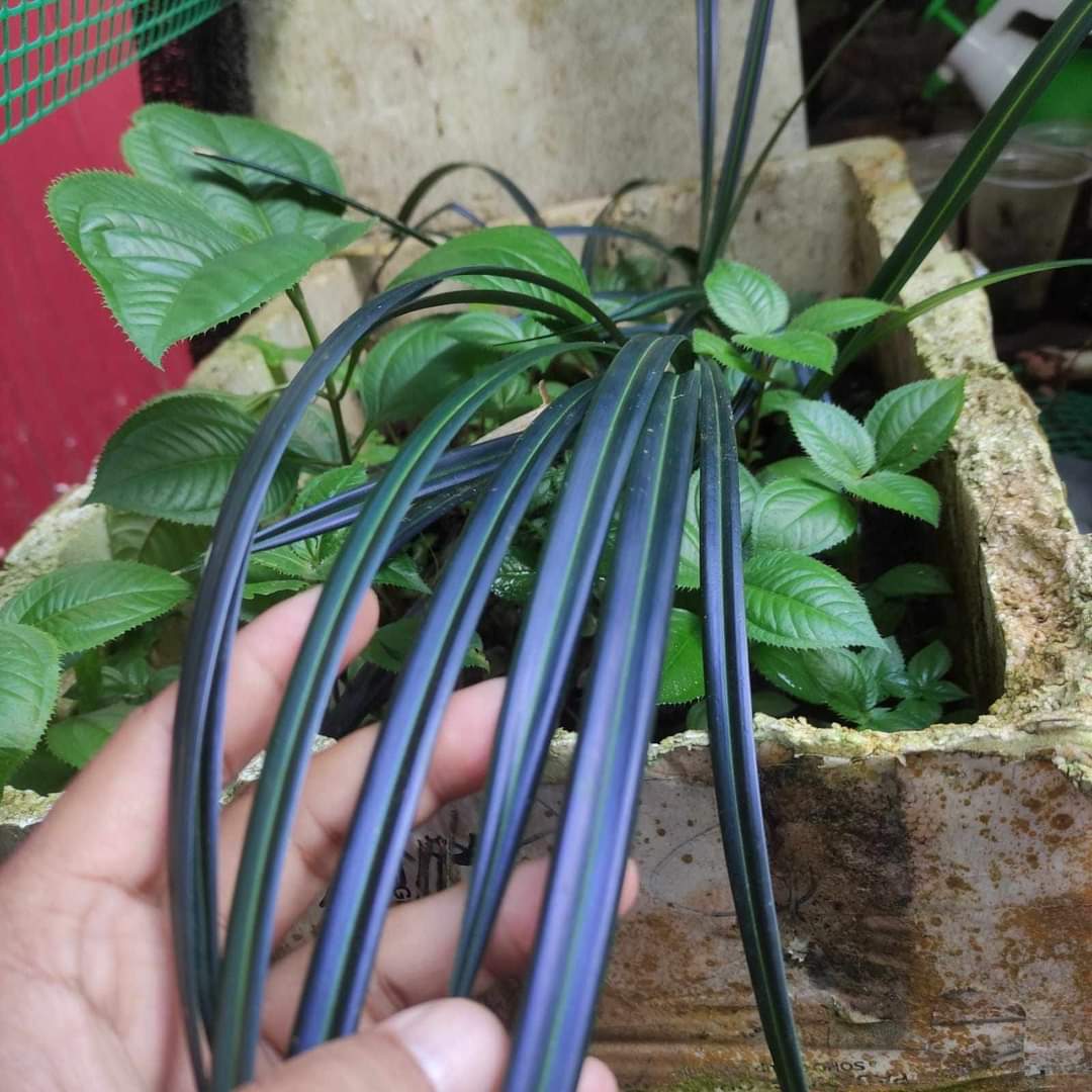 IMPORT- Mapania caudata (firefly plants) (No Import Permit Required, We use ours)