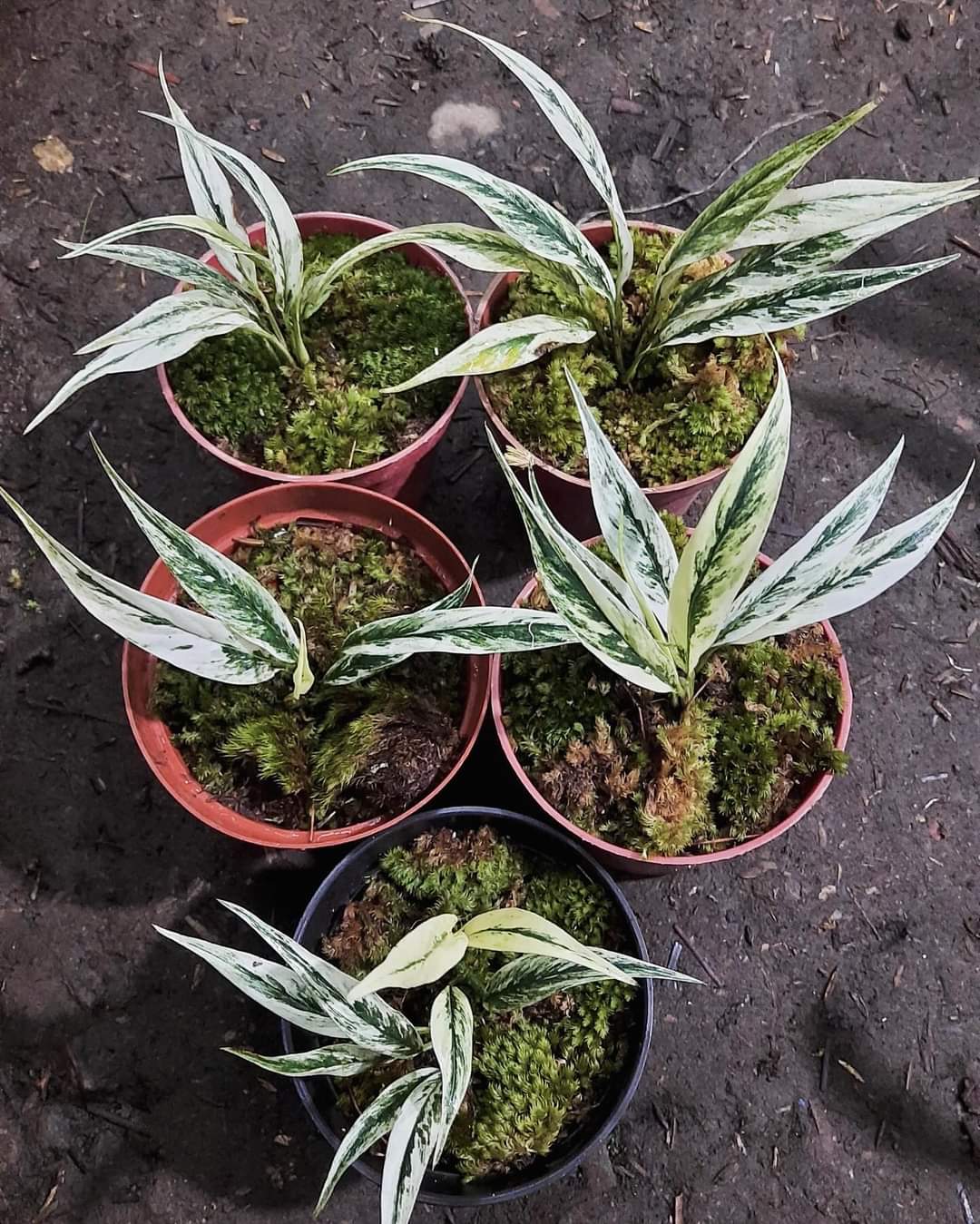 IMPORT- Rhaphidophora Lobiscote Variegated (No Import Permit Required, we use ours for you!)