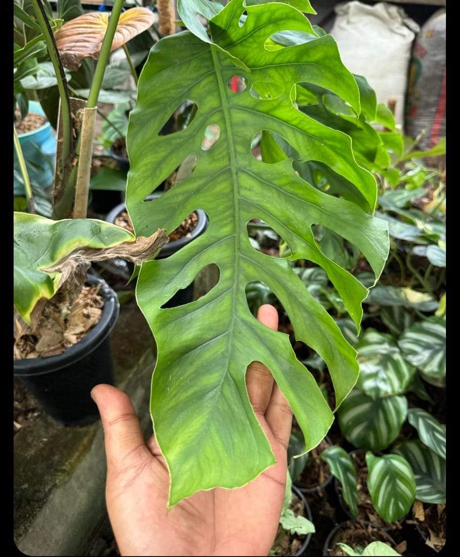 IMPORT- Monstera Dubia (Mature leaves) (No Import Permit Required, We use ours)