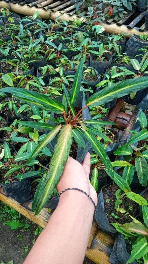 IMPORT- Homalomena Samurai Papua (firefly plants) (No Import Permit Required, we use ours for you!)