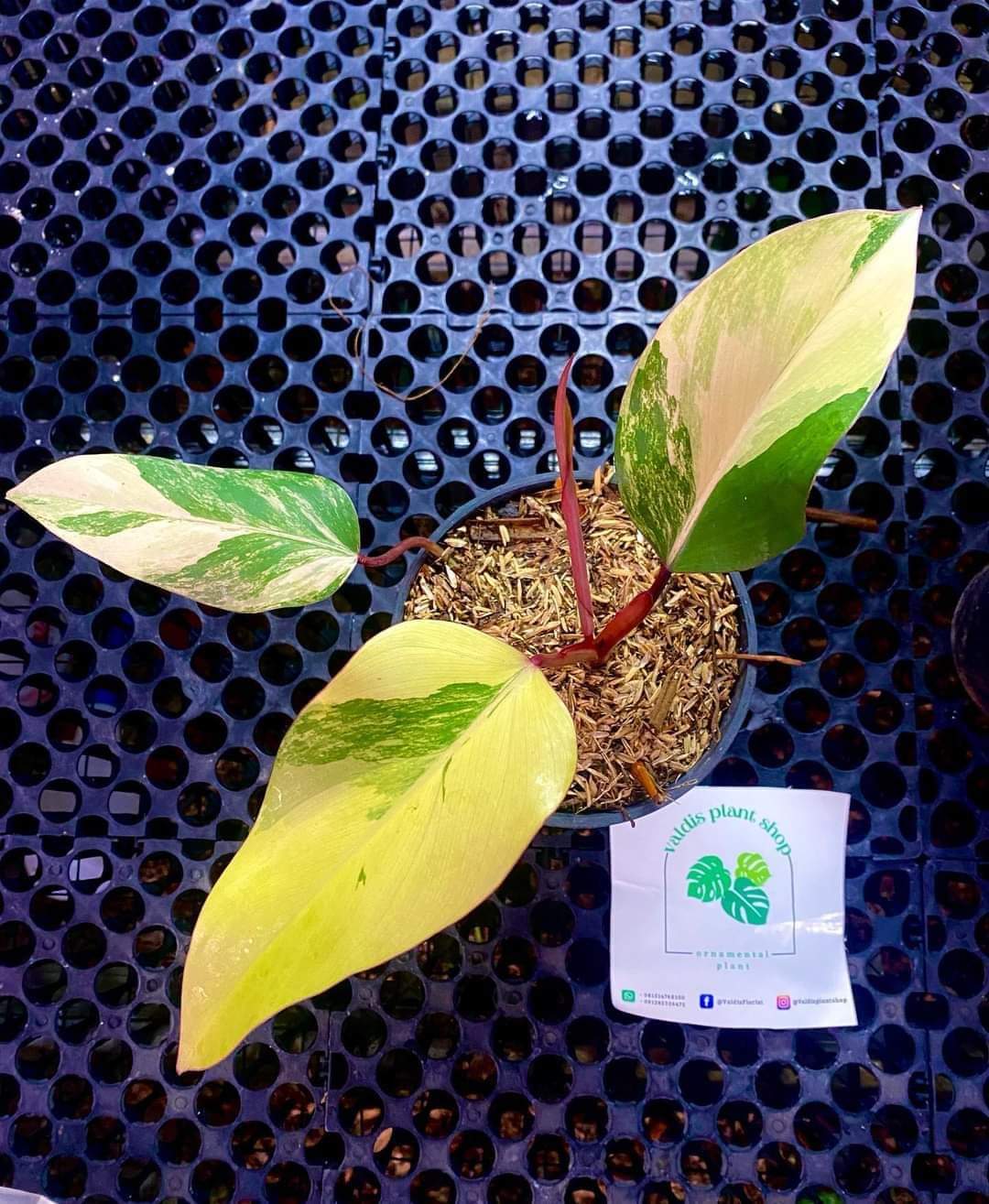 IMPORT- Strawberry 🍓 Shake Philodendron (No Import Permit Required, we use ours for you!)