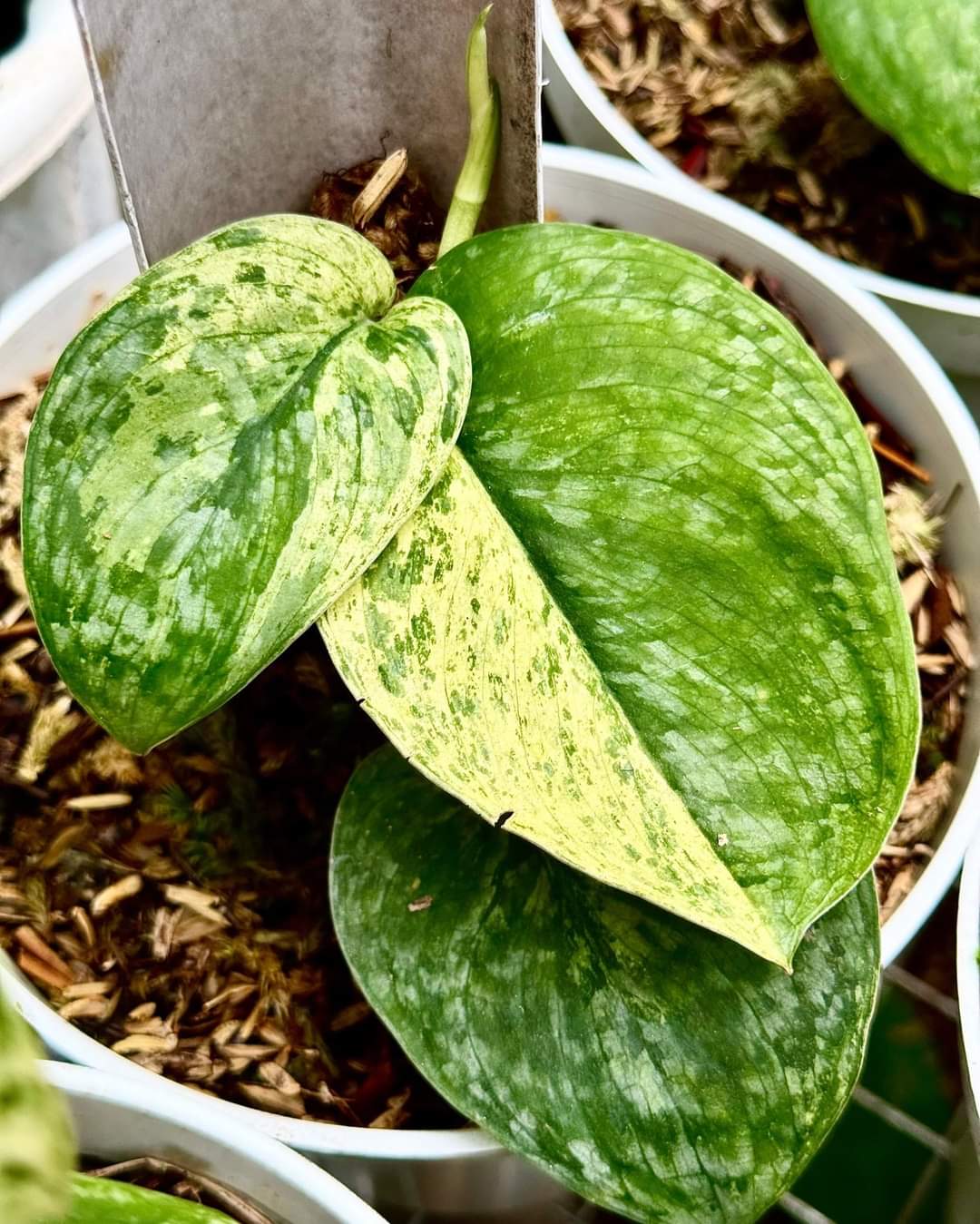 IMPORT- Scindapsus Silver Cloud Variegated ☁️ (No Import Permit Required, we use ours for you!)