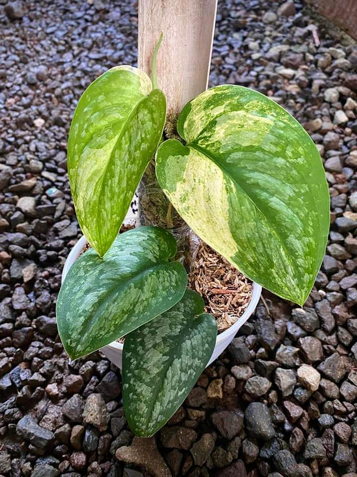 IMPORT- Scindapsus Silver Cloud Variegated ☁️ (No Import Permit Required, we use ours for you!)