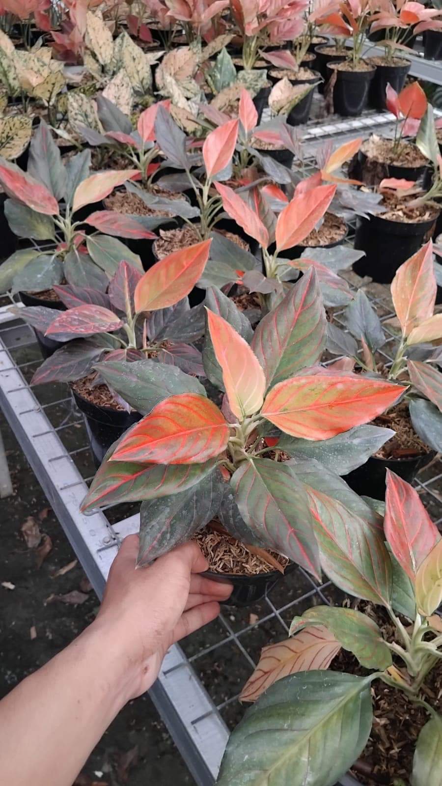 IMPORT- Aglaonema Red ♥️ Vein (No Import Permit Required, We use ours)