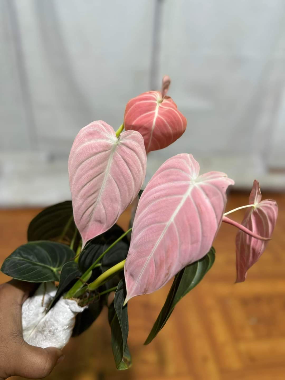 IMPORT- Philodendron Melanochrysum Pink 🩷(No Import Permit Required, we use ours for you!)