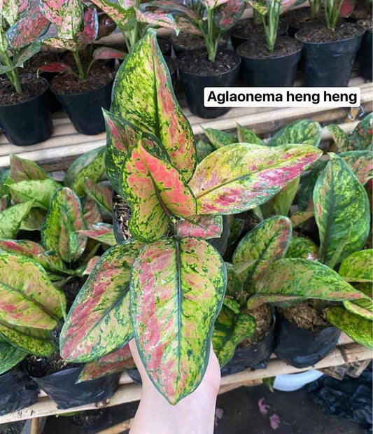 IMPORT- Aglaonema Heng Heng (No Import Permit Required, We use ours)