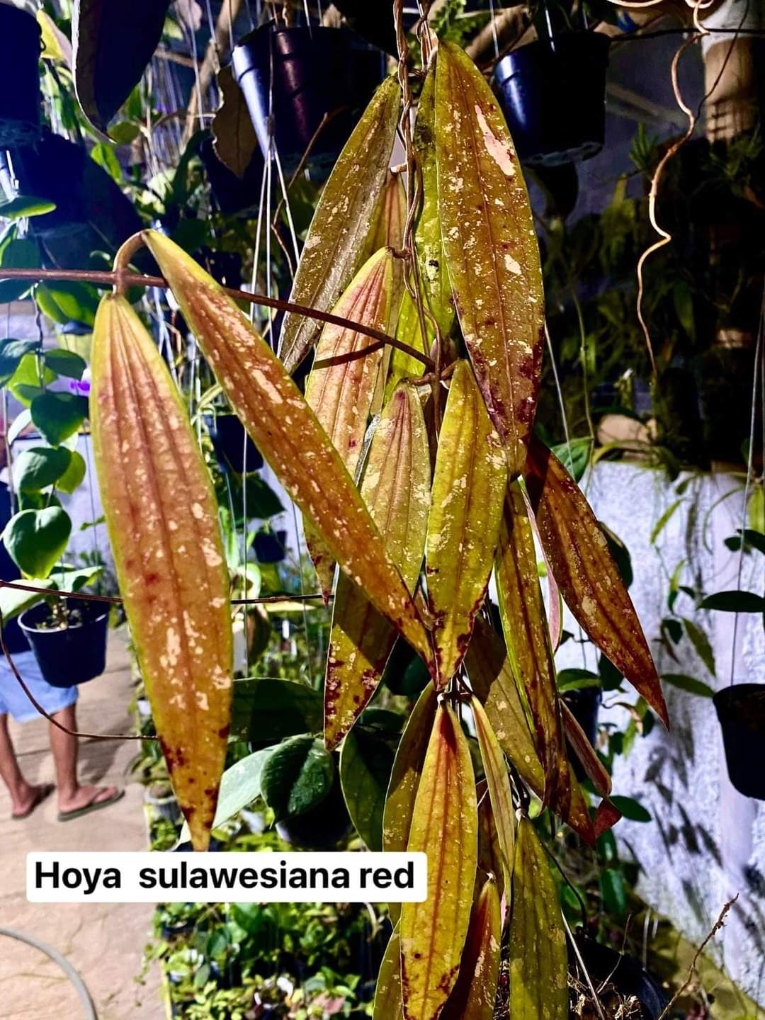 IMPORT- Hoya Sulawesiana Red (No Import Permit Required, We use ours)