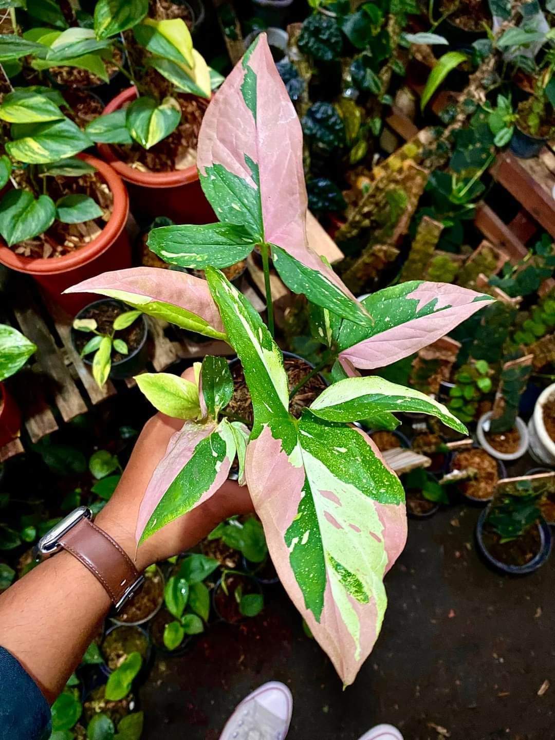 IMPORT- Syngonium Red Spot Tricolor (No Import Permit Required, we use ours for you!)