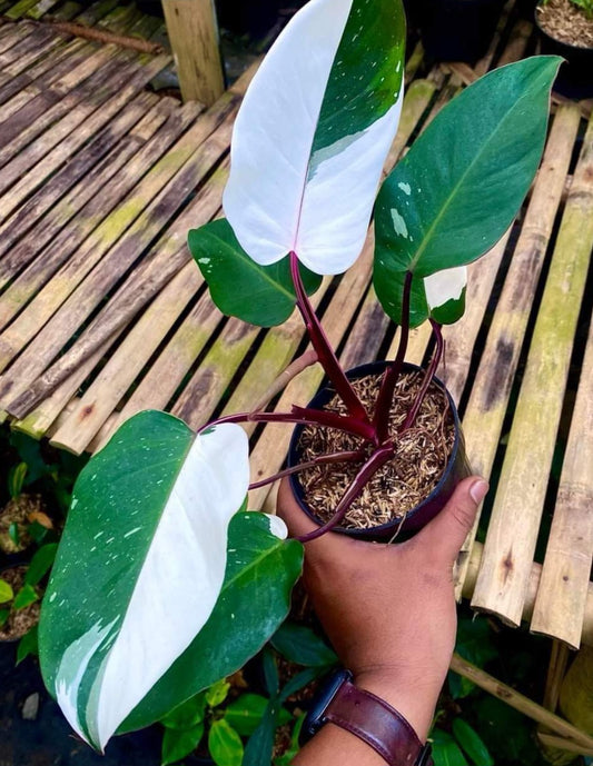 IMPORT- Philodendron Red ♥️ Anderson (No Import Permit Required, we use ours for you!)