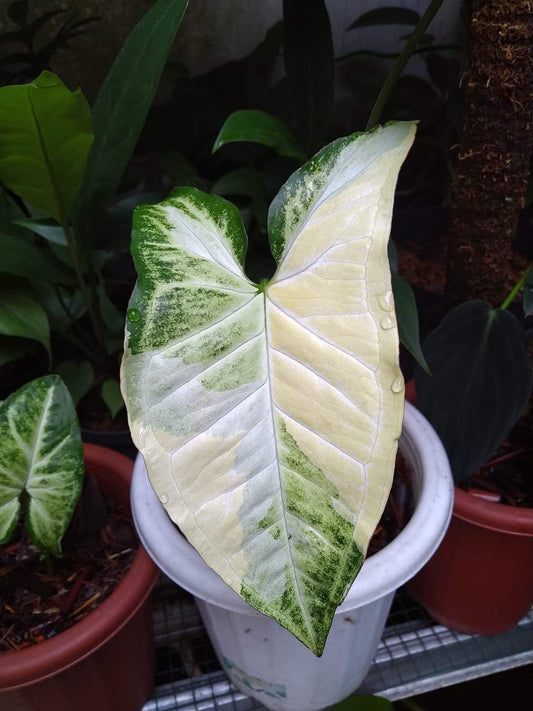 IMPORT- Syngonium Variegated White 🤍 Butterfly (No Import Permit Required, we use ours for you!)