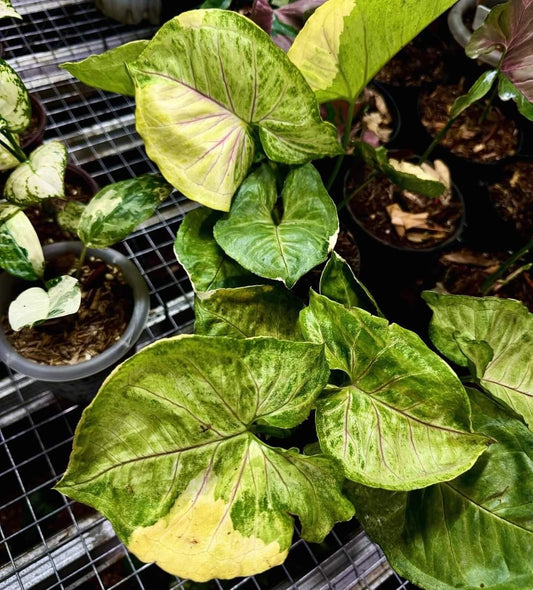 IMPORT- Syngonium Orm Thong Golden Variegated (No Import Permit Required, we use ours for you!)