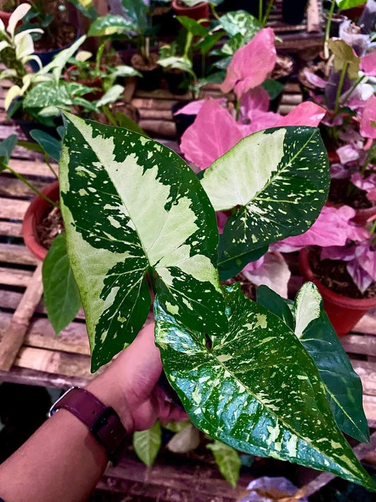 IMPORT- Syngonium Panda Galaxy 🐼 (No Import Permit Required, we use ours for you!)