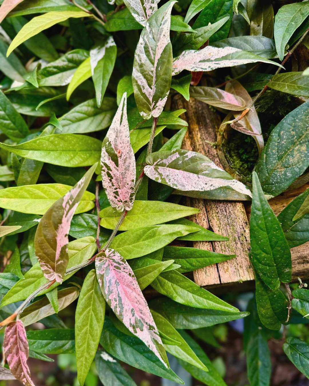 IMPORT- Ficus Sagitata Variegated (No Import Permit Required, we use ours for you!)