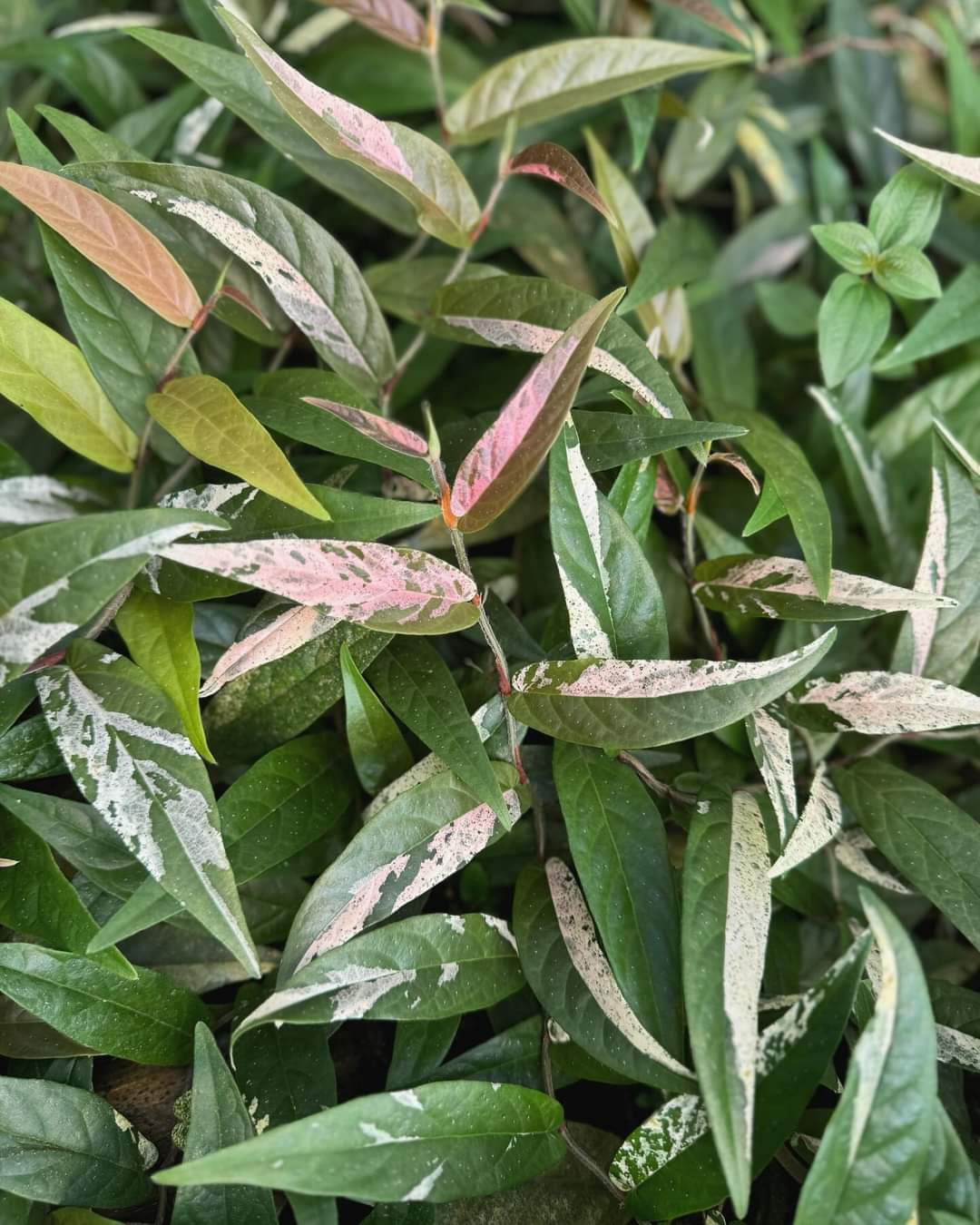 IMPORT- Ficus Sagitata Variegated (No Import Permit Required, we use ours for you!)