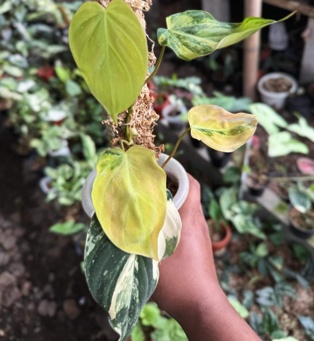 IMPORT- Philodendron Micans Auera Variegated (No Import Permit Required, we use ours for you!)