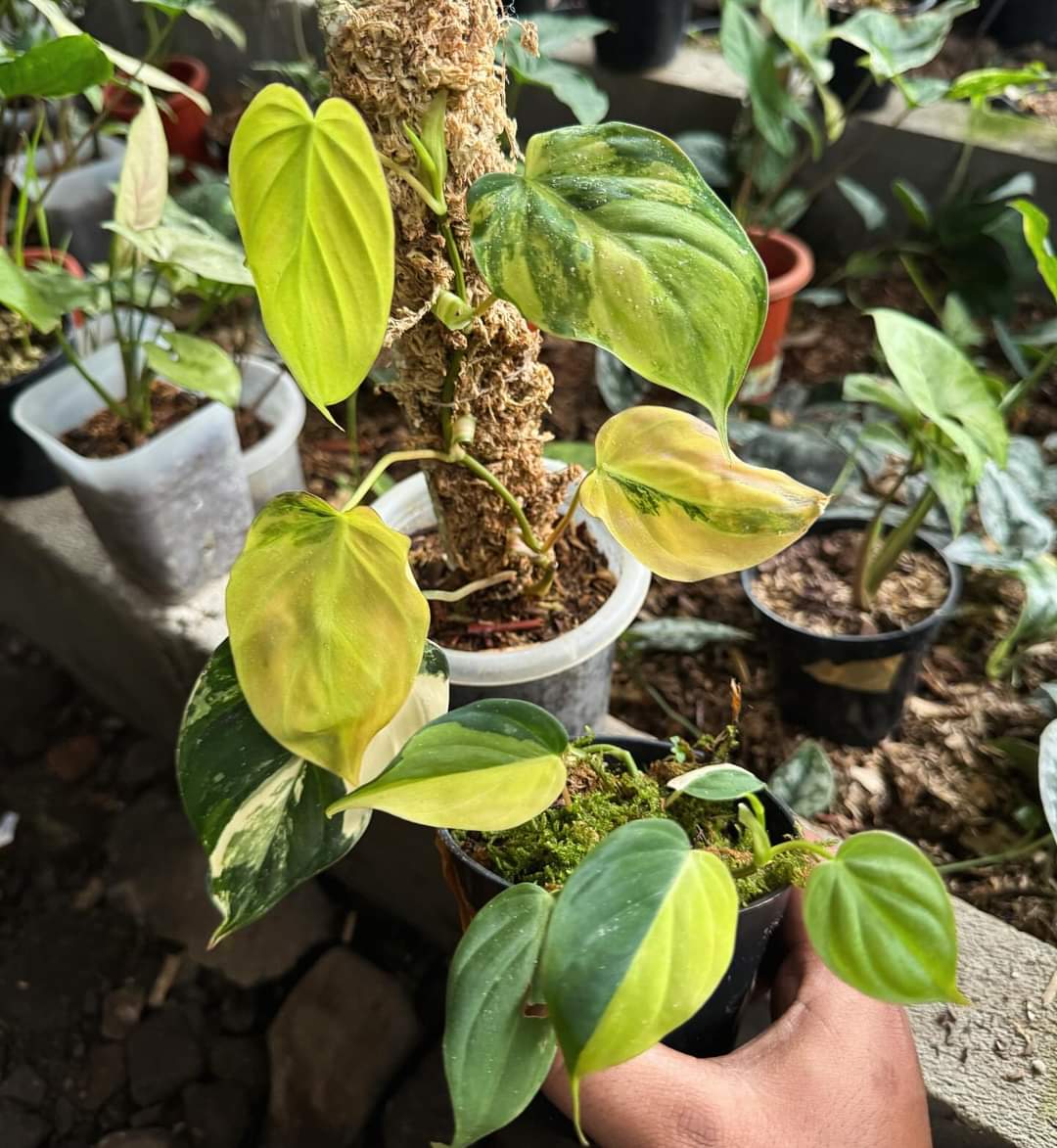 IMPORT- Philodendron Micans Auera Variegated (No Import Permit Required, we use ours for you!)