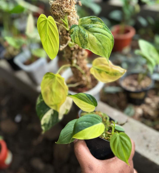 IMPORT- Philodendron Micans Auera Variegated (No Import Permit Required, we use ours for you!)