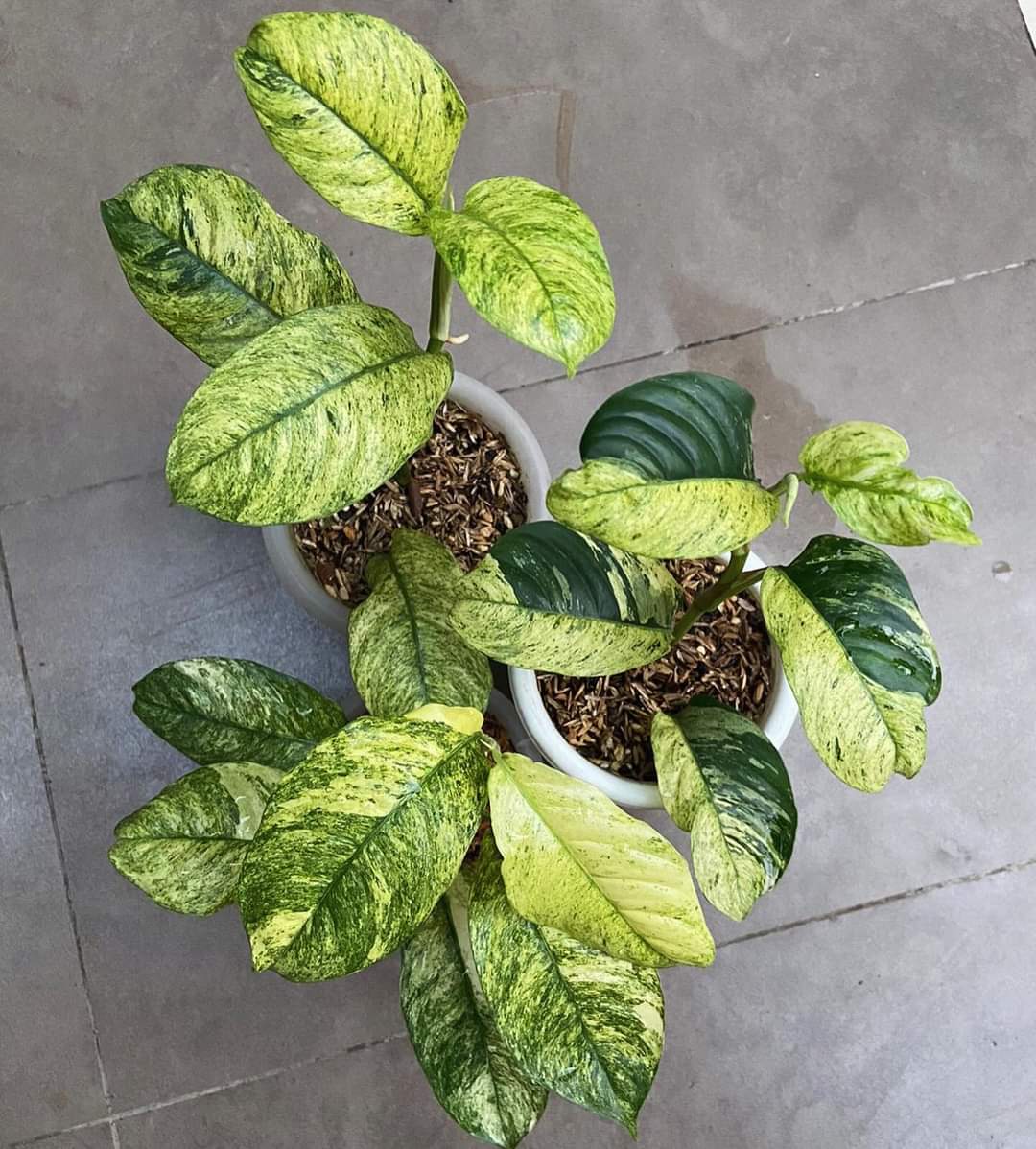 IMPORT- Rhaphidophora Puberula Variegated (No Import Permit Required, we use ours for you!)