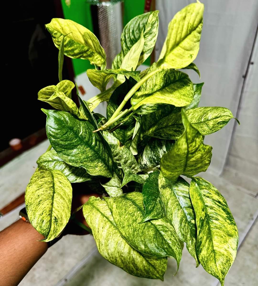 IMPORT- Rhaphidophora Puberula Variegated (No Import Permit Required, we use ours for you!)