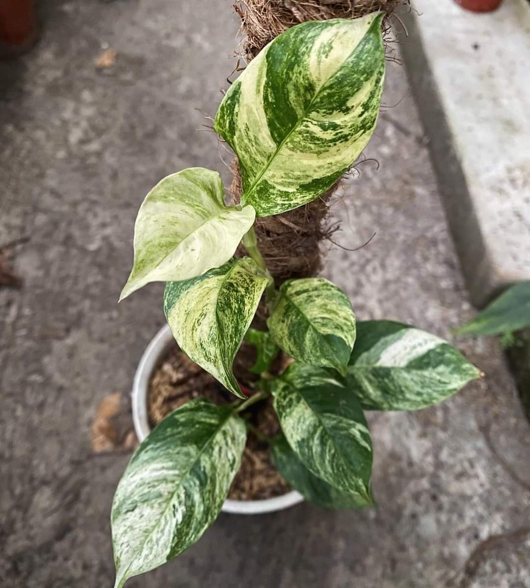 IMPORT- Rhaphidophora Puberula Variegated (No Import Permit Required, we use ours for you!)