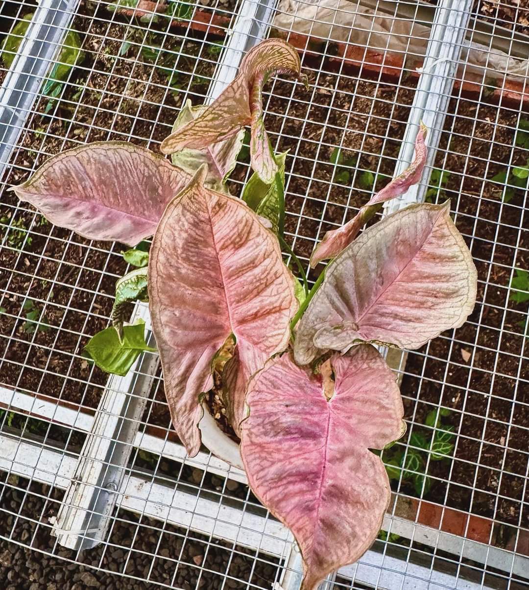 IMPORT- Syngonium Pink Mosaic (No Import Permit Required, we use ours for you!)