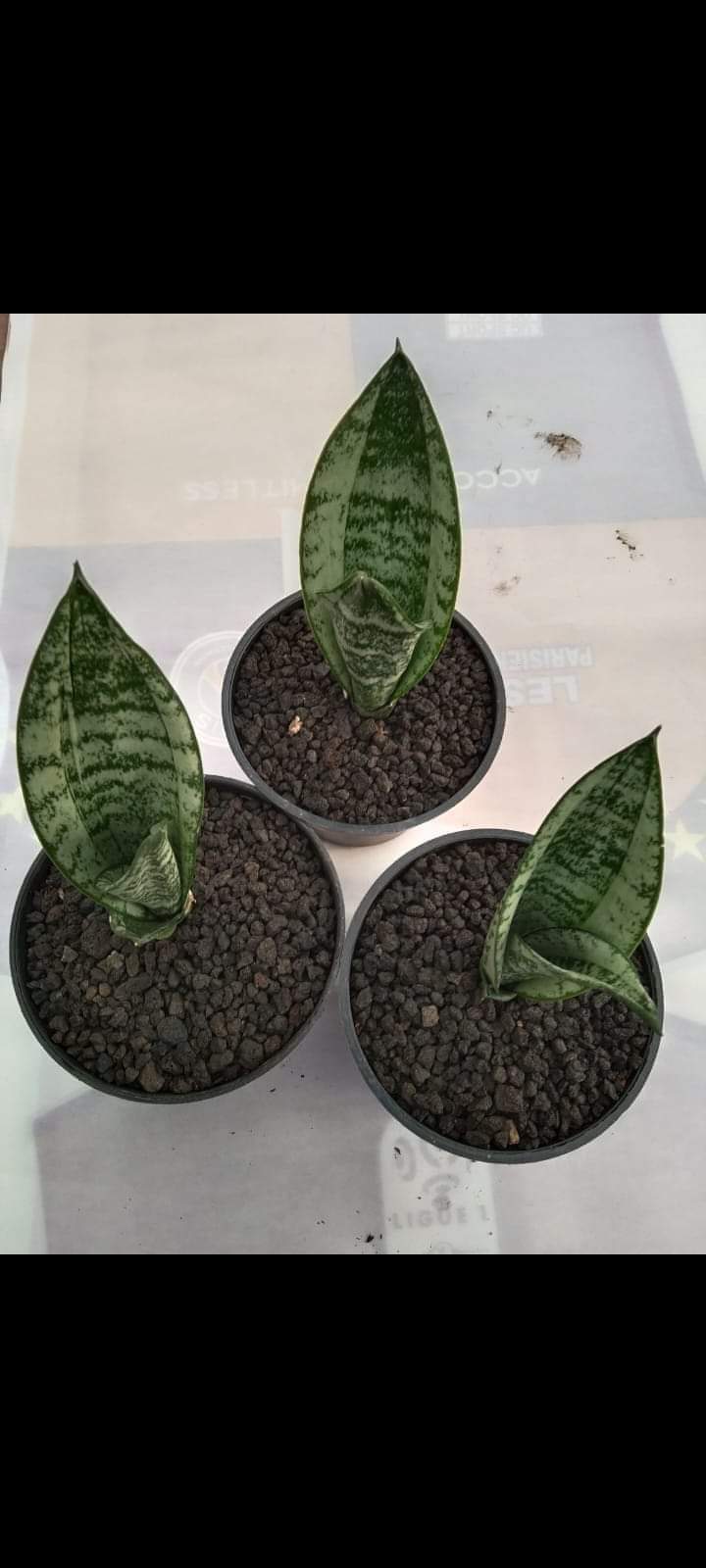 IMPORT- Sansevieria Trifasciata Moonshine Mutant (No Import Permit Required, we use ours for you!)