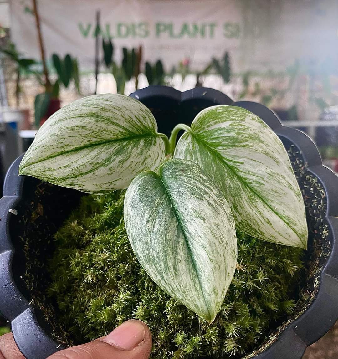 IMPORT- Scindapsus Moonlight White Snow Mint Variegated (No Import Permit Required, we use ours for you!)