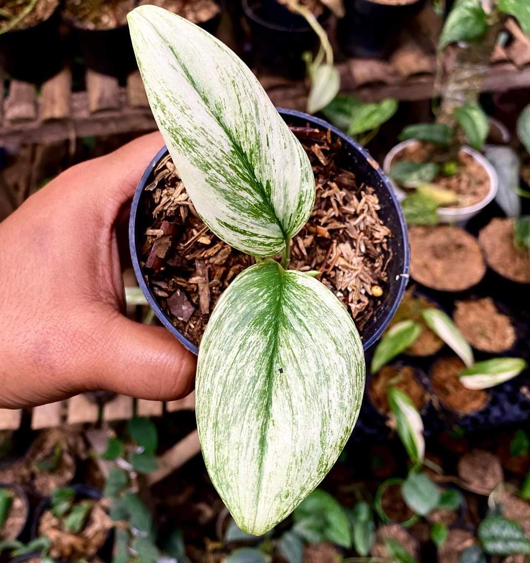 IMPORT- Scindapsus Moonlight White Snow Mint Variegated (No Import Permit Required, we use ours for you!)