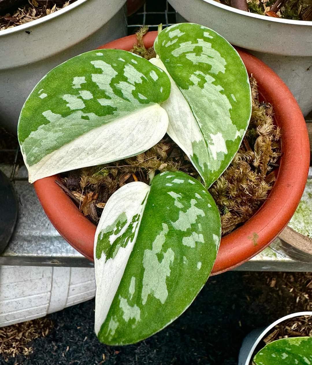 IMPORT- Scindapsus Exotica Simbara (No Import Permit Required, we use ours for you!)