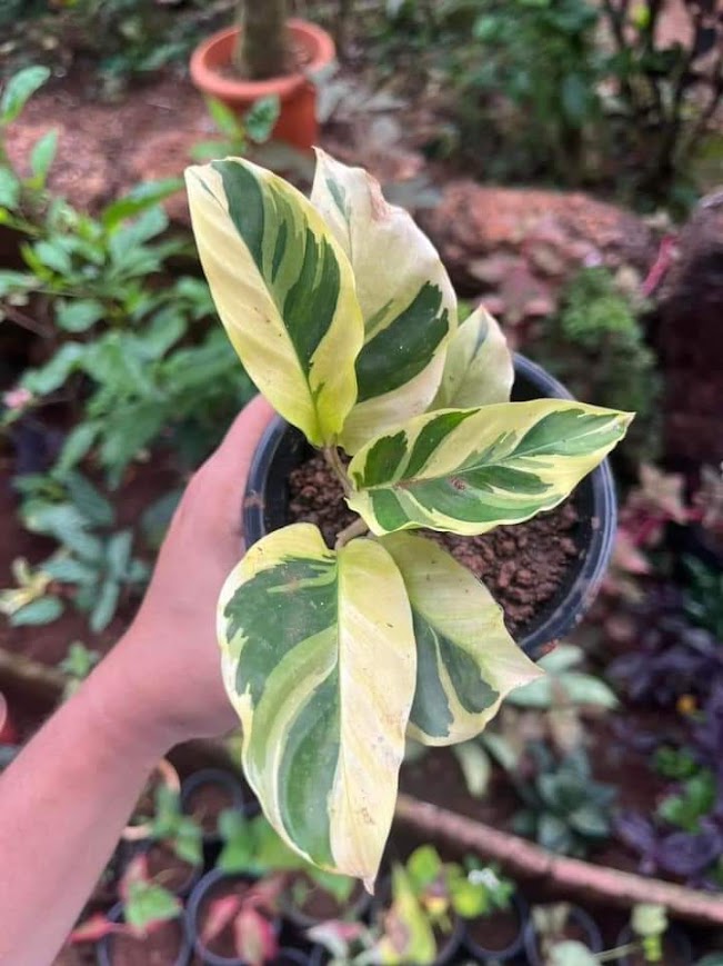 IMPORT- Yellow Fusion Calathea (No Import Permit Required, we use ours for you!)