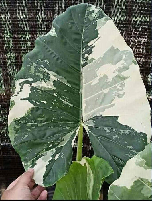 IMPORT- Alocasia Marchorriza Variegated (No Import Permit Required, We use ours)