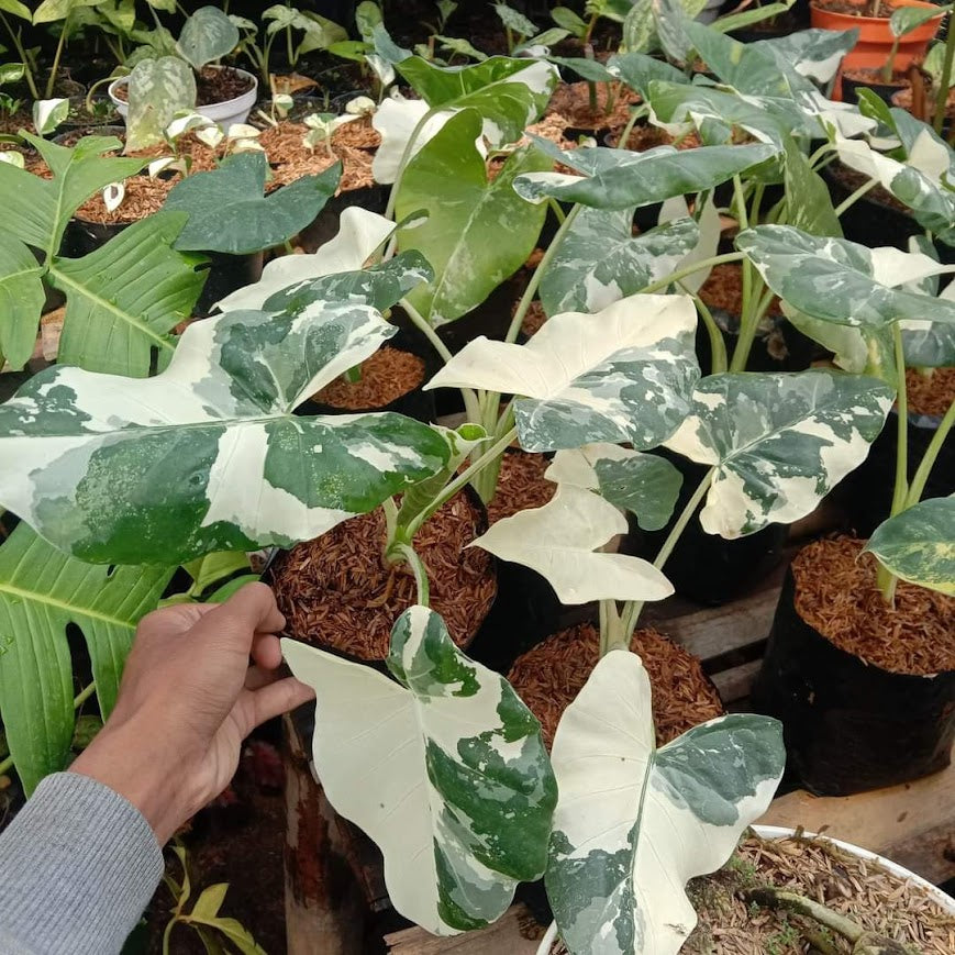 IMPORT- Alocasia Marchorriza Variegated (No Import Permit Required, We use ours)