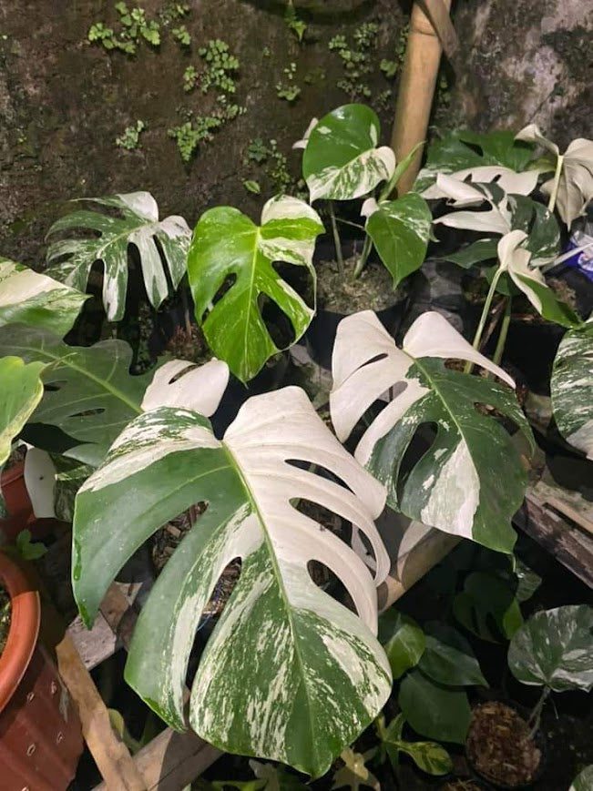 IMPORT- Monstera Delicosa Albo (No Import Permit Required, We use ours)