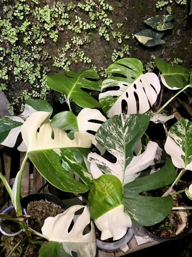 IMPORT- Monstera Delicosa Albo (No Import Permit Required, We use ours)