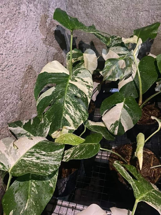 IMPORT- Monstera Delicosa Albo (No Import Permit Required, We use ours)