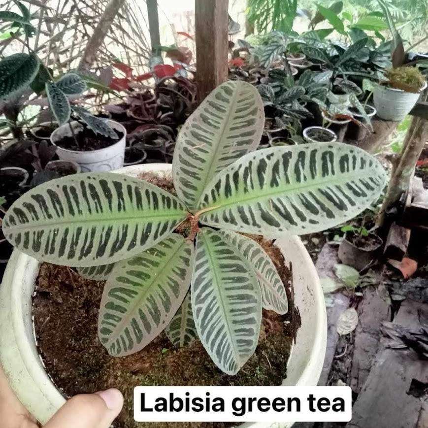 IMPORT- Labisia 'Green Tea' (No Import Permit Required, We use ours)