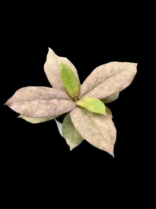 IMPORT- Hoya sp Buntok Silver (No Import Permit Required, We use ours)