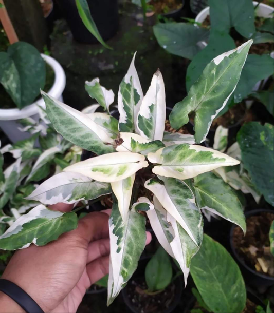 IMPORT- Starlite Syngonium Podophyllum (No Import Permit Required, we use ours for you!)