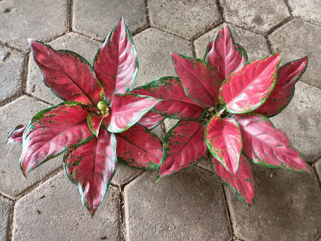 IMPORT- Aglaonema Black Maroon (No Import Permit Required, We use ours)